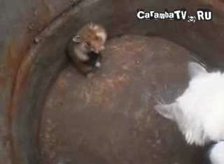 Хамстер плаши до смърт котка 