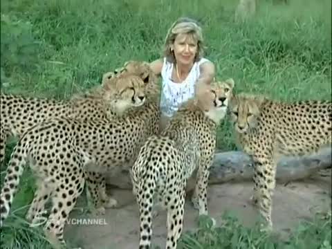 Жена Храни Мъркащи Гепарди