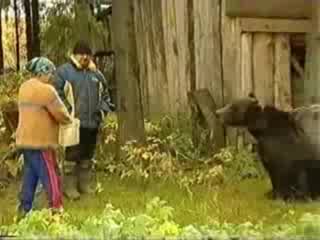 Мечка напада жена