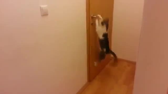 Коте Отваря Пет Врати за да Излезе Навън ...!!!
