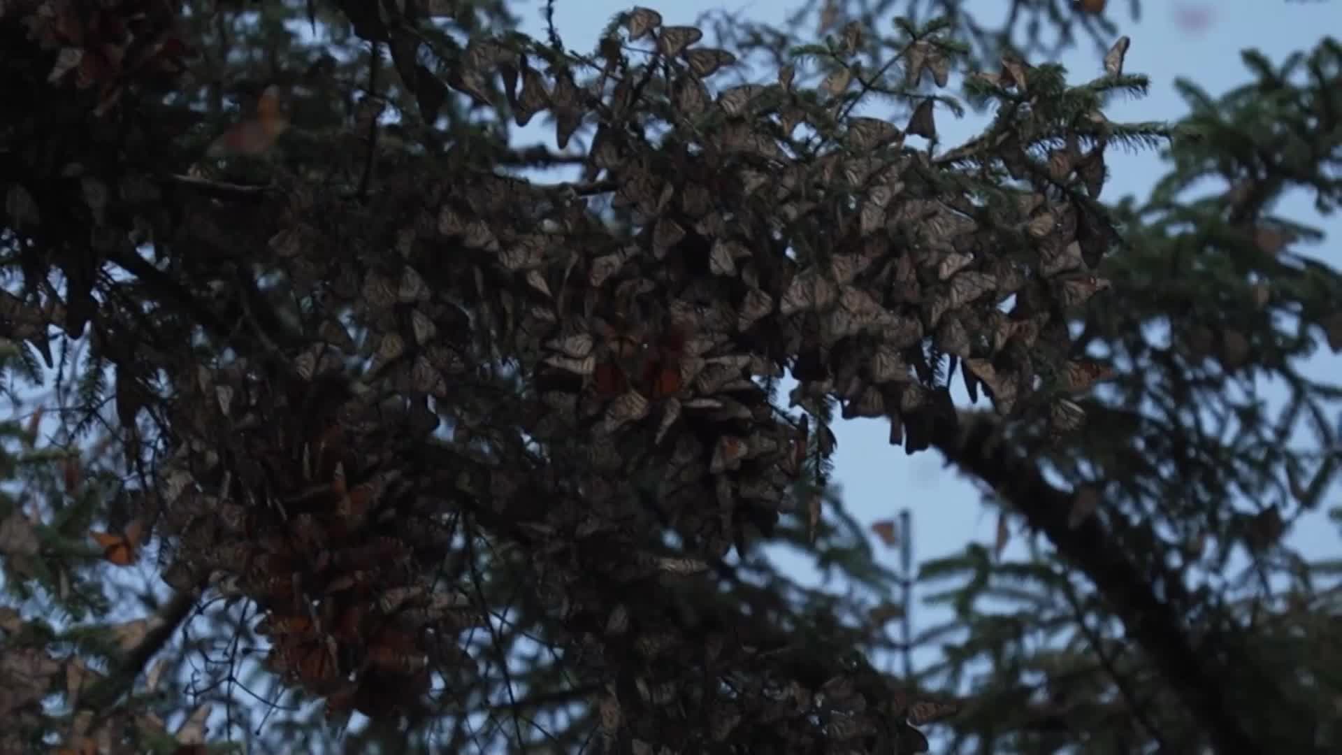 Стотици хиляди пеперуди монарх се завърнаха в Мексико (ВИДЕО)