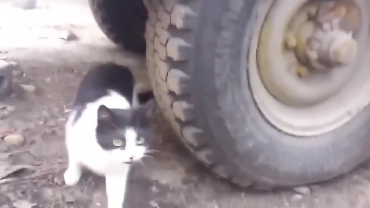 Том и Джери в реалния живот