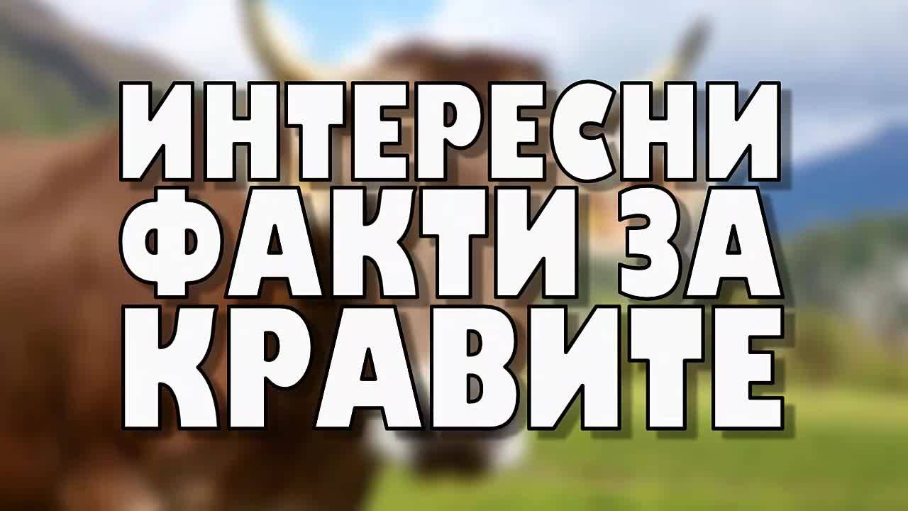 Интересни факти за кравите