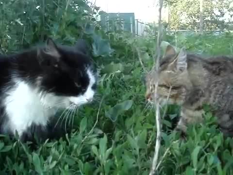 Дует на две котки - Смях !