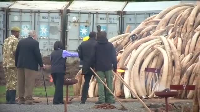 Кения унищожава най-голямото в историята количество слонова кост