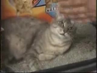 Чудо на природата - Коте с 2 глави 