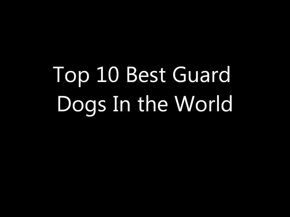 Топ 10 кучета-пазачи в света