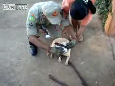 Брутално Куче Си Е Заклещило Главата