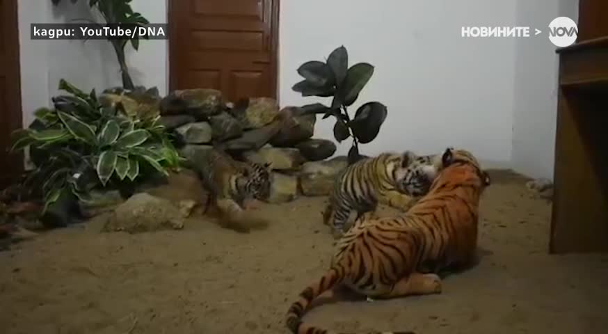 Как три тигърчета се върнаха към живота след смъртта на майка си