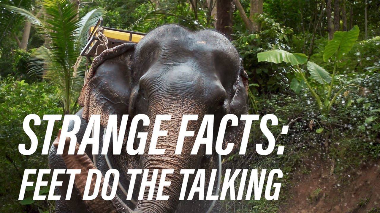 Did you know that elephants can talk with their feet?