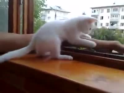 Умно коте е загрижено за ръката на стопанина си...