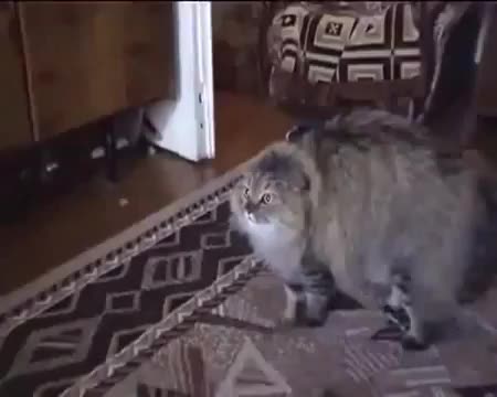 Хахах! Котка имитира стопанката си!
