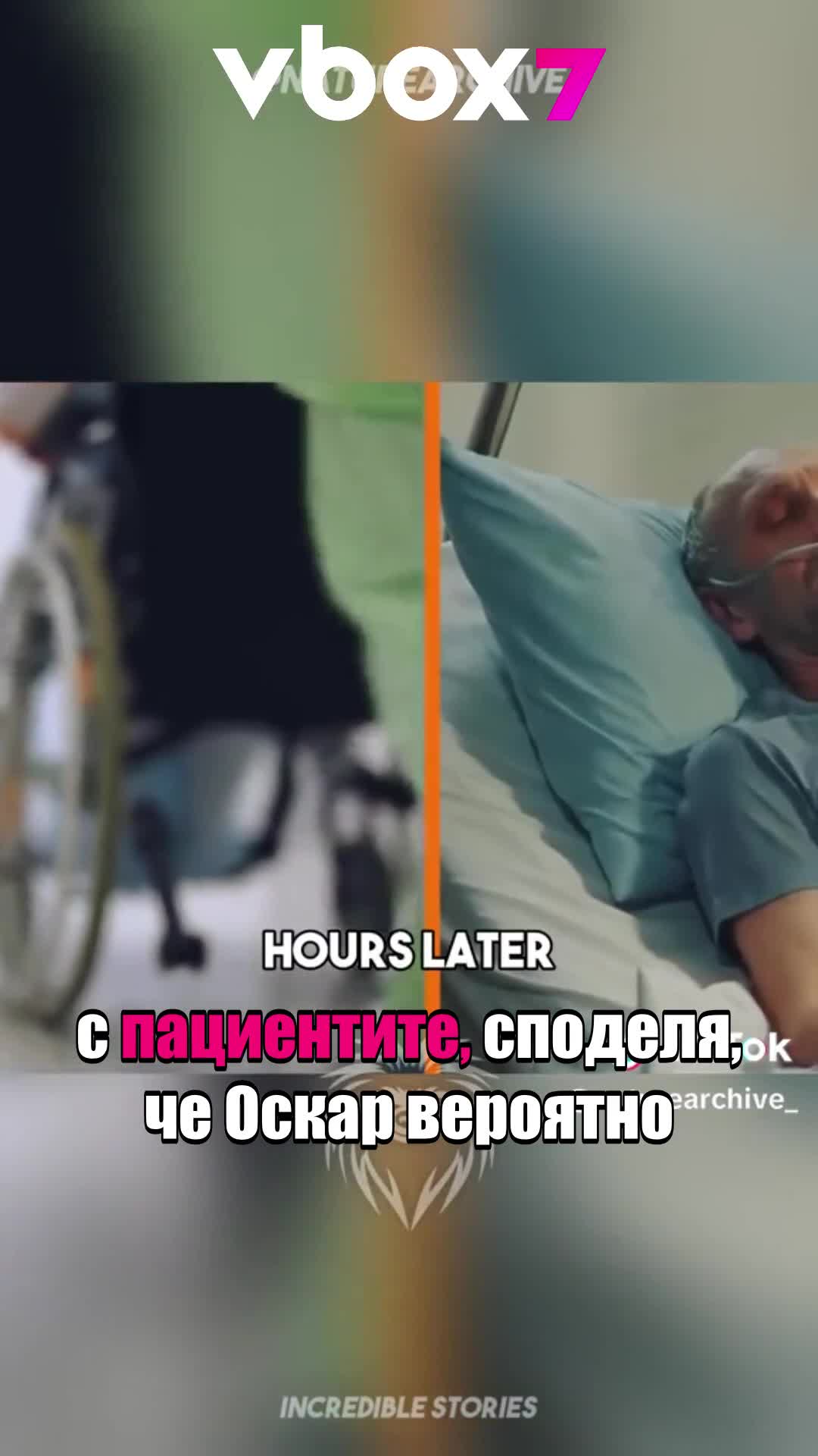 Котка предсказа смъртта на 100 човека 😮
