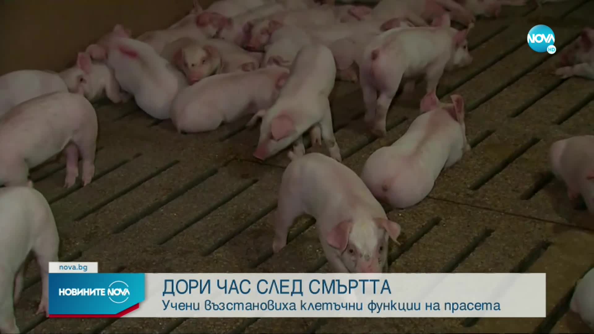 Учени възстановиха клетъчни функции на прасета