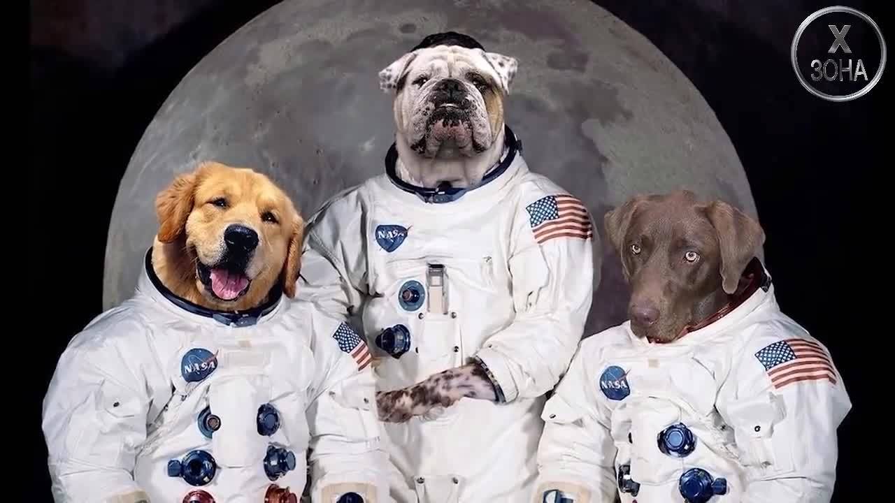 Животни космонавти! - Вижте 3 случая на изпратени животни в космоса!