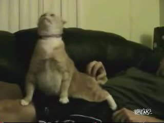 Коте прави много смешни физионмий докато го галят