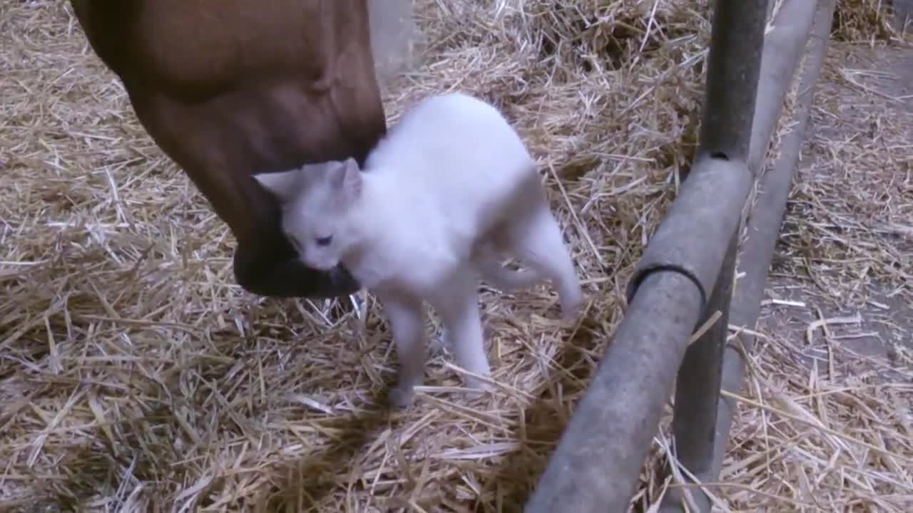 Любовта между коте и кон!