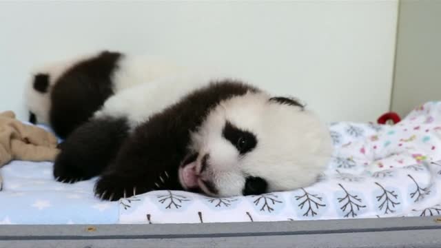 Търсят имена за две сладки бебета панди