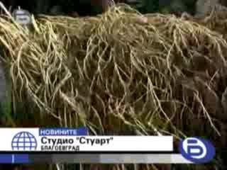 Btv - Баба Отглежда Канабис