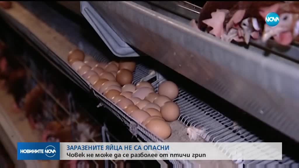 Заразените яйца не са опасни, хората не могат да се разболеят от птичи грип