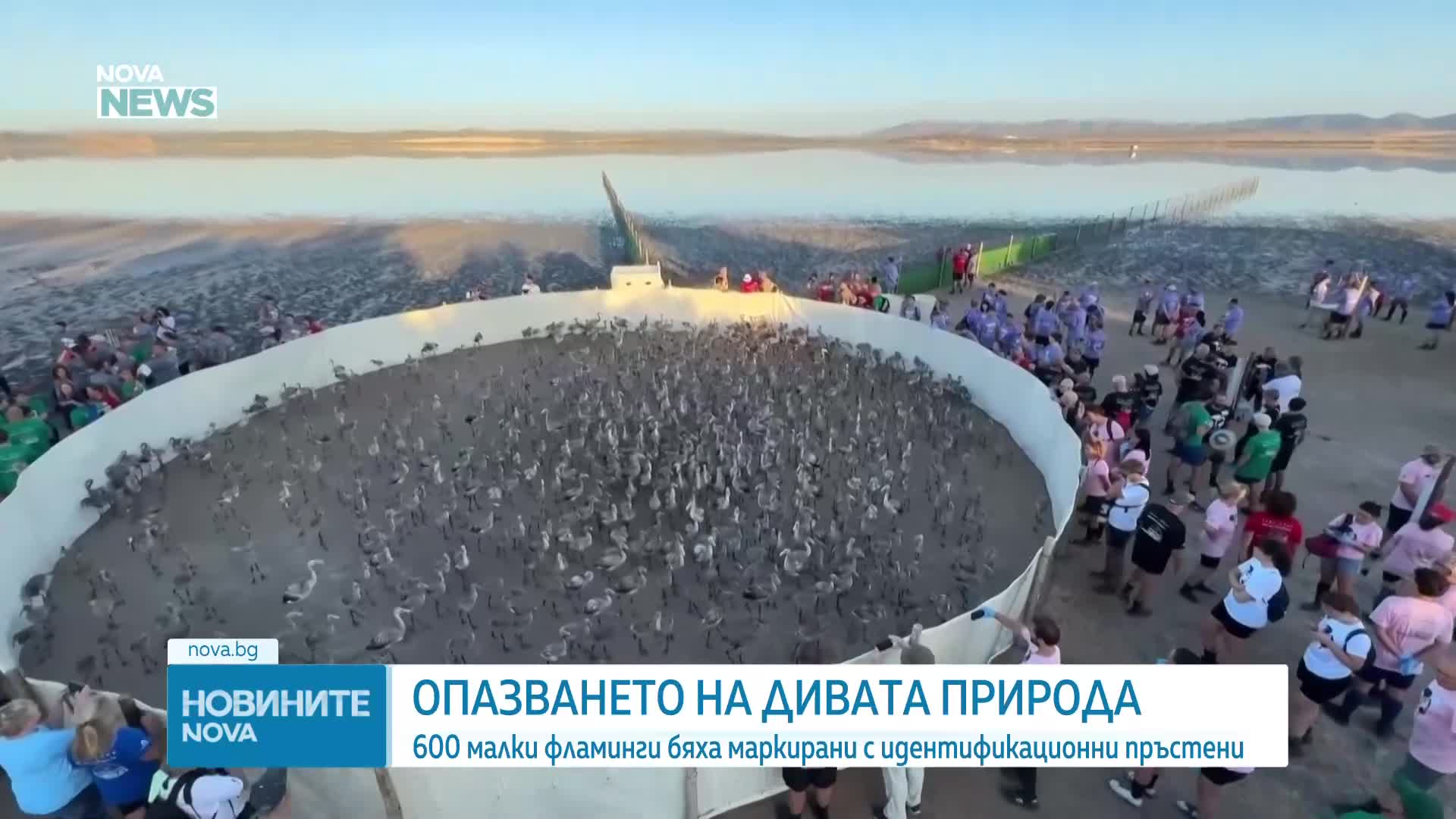 600 малки птици фламинго бяха освободени в една от най-големите колонии в Европа