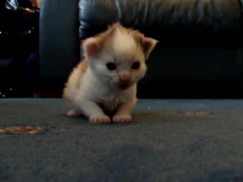 Много сладко котенце 