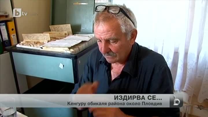 От месец кенгуру обикаля района около Пловдив