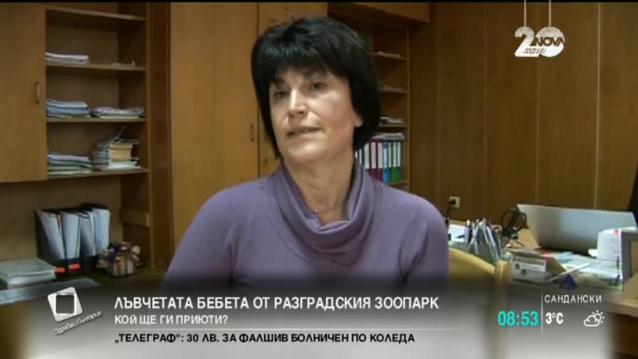 Бебетата лъвчета от Разград намериха дом