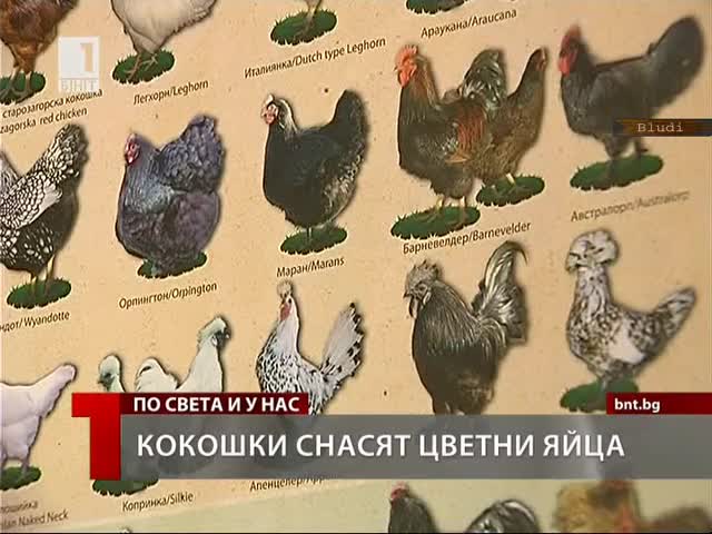 Кокошки снасят цветни яйца!