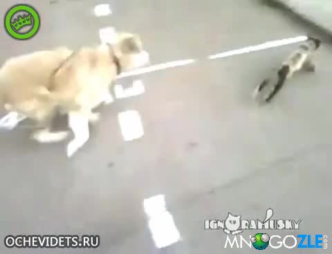 Котка се прави на умряла пред куче