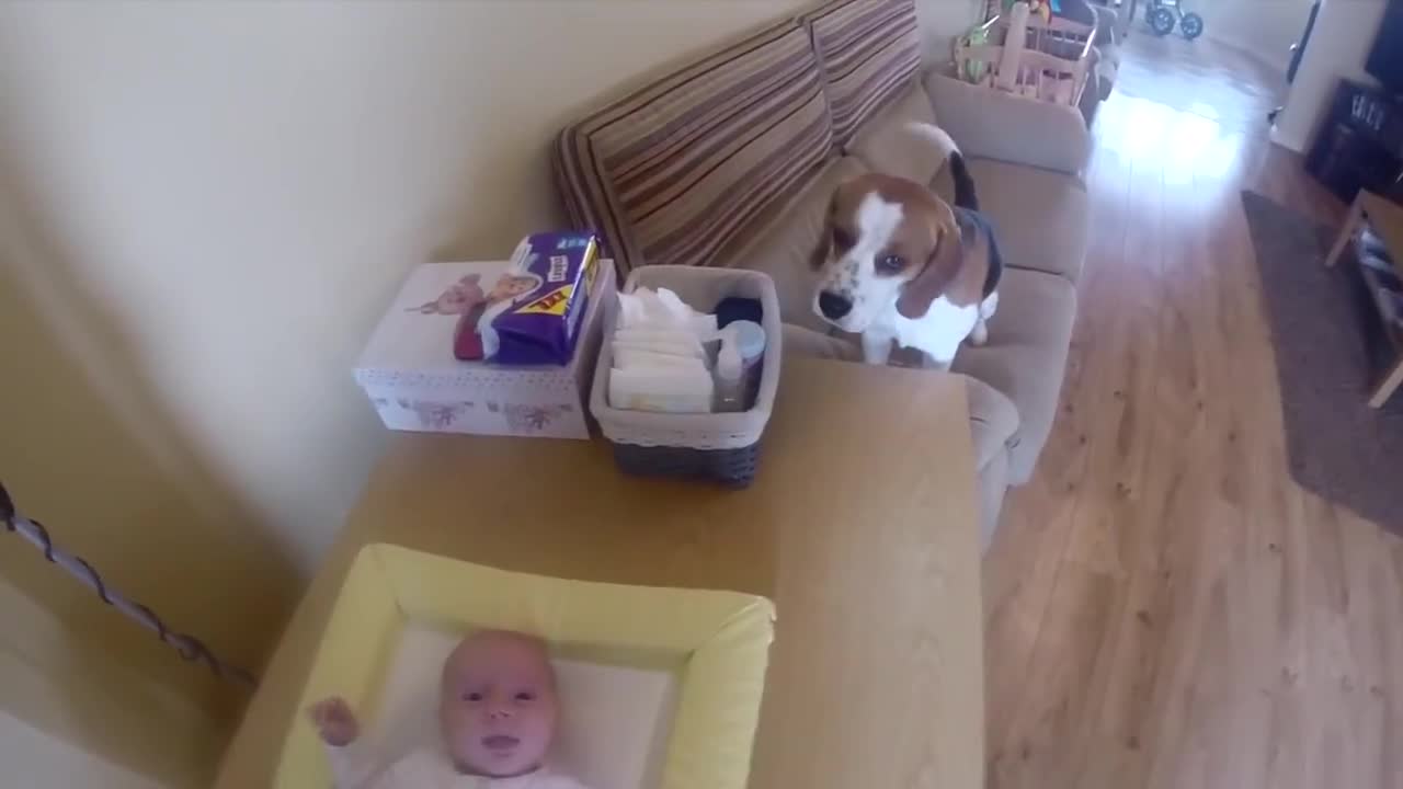 Куче помага на стопанката си да смени пелената на бебето
