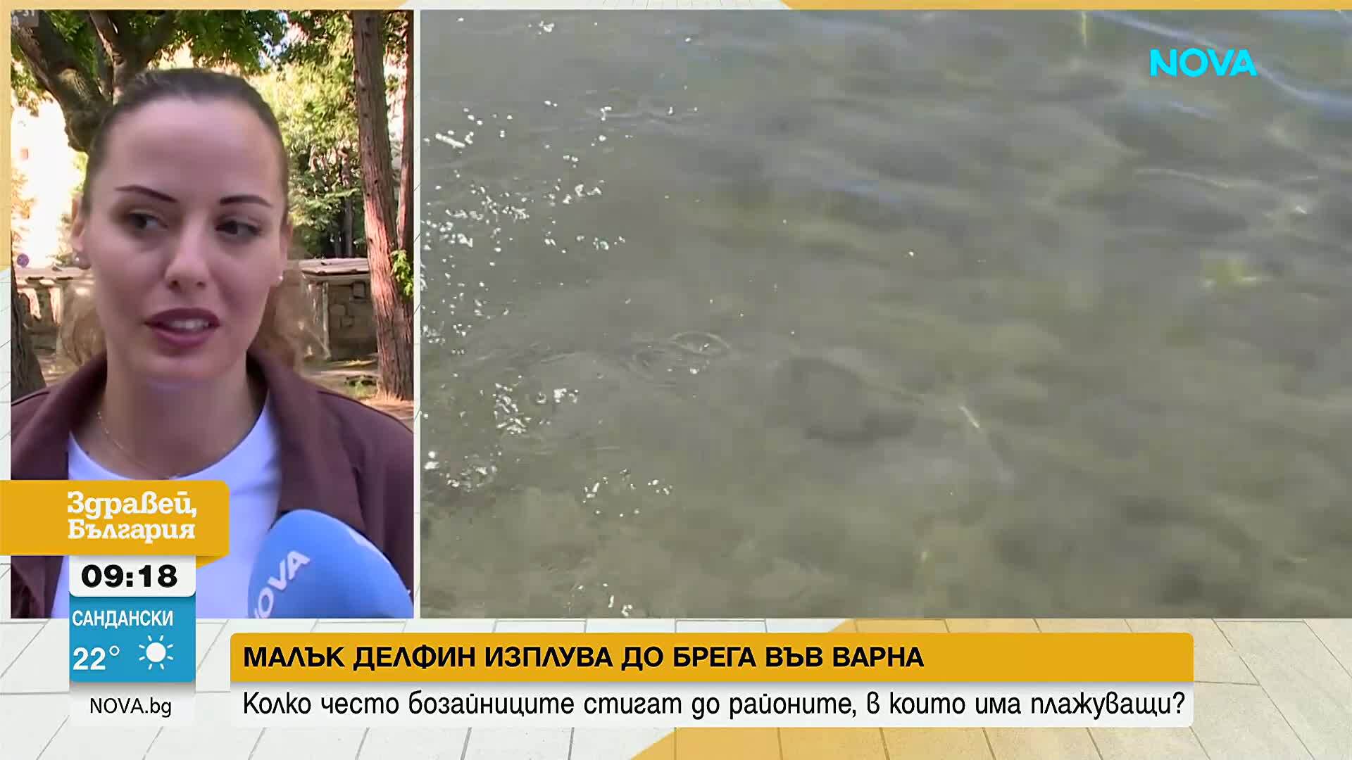 Малък делфин изплува на плаж край Варна