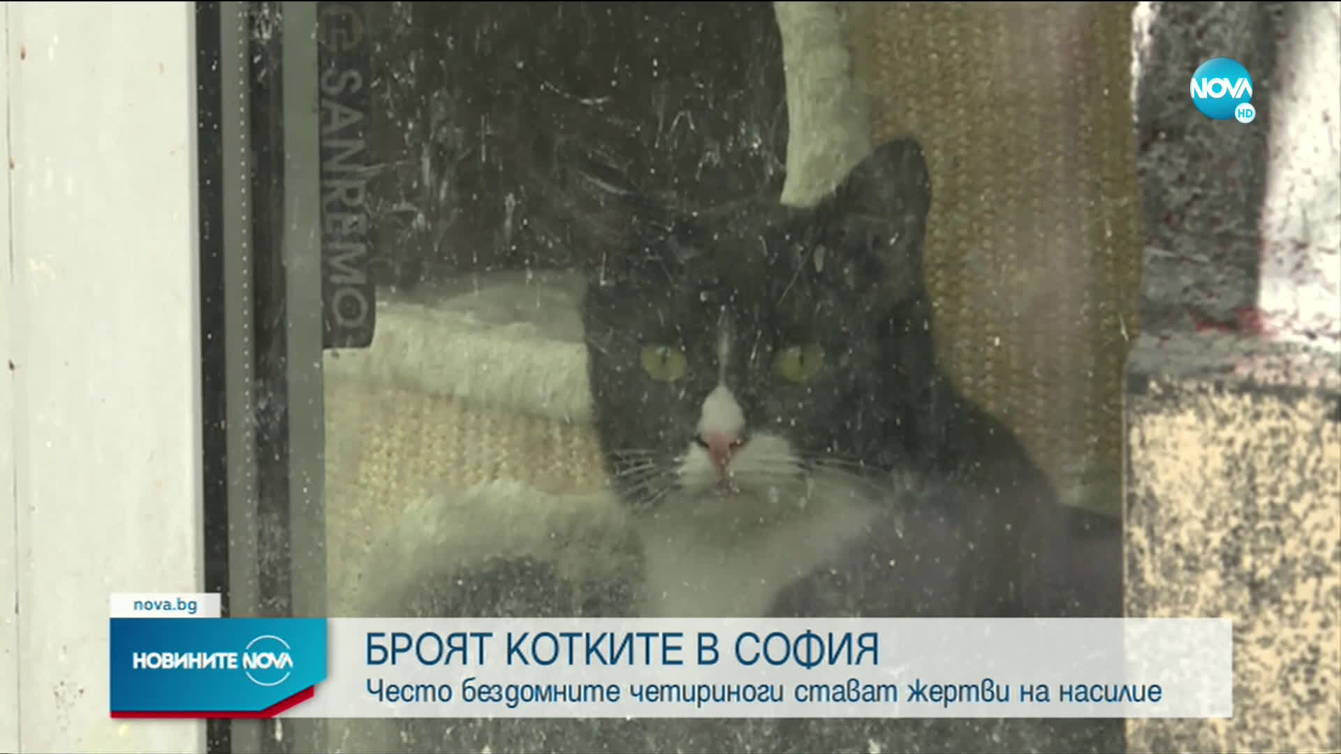 Започва преброяване на бездомните котки в София