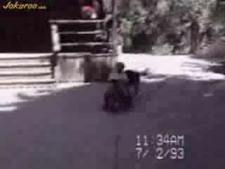 Много Смешни Клипчета С Животни