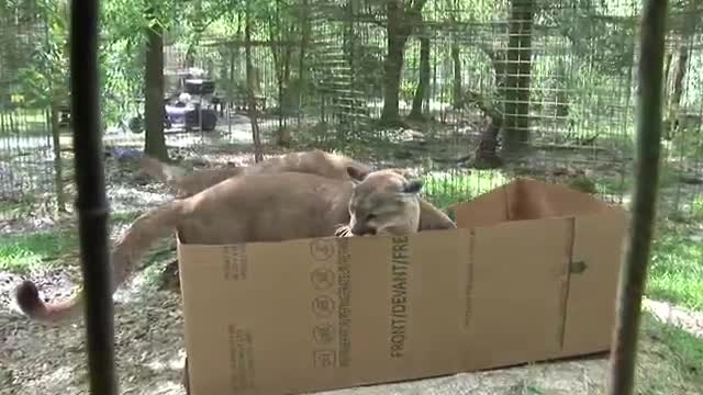 И големите котки обичат кашоните!