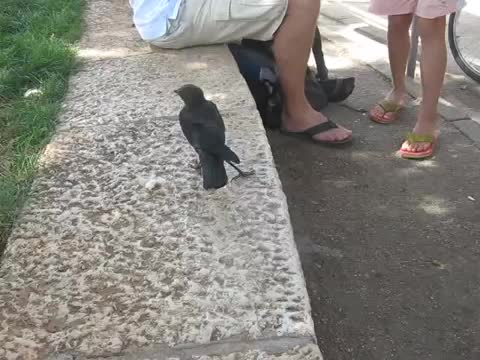 Умна но жадна врана си иска вода от бутилката хората