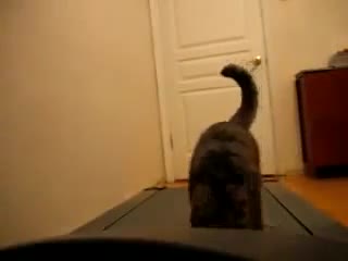 Коте спортува със стопанката си