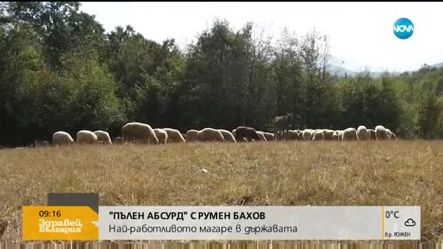 "Пълен абсурд": Най-работливото магаре в държавата