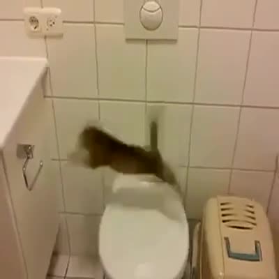 Котенце скача високо
