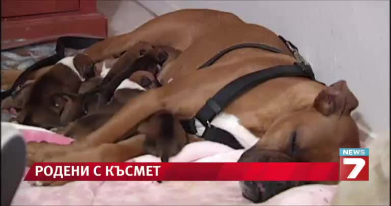 >Боксерите са родени с късмет