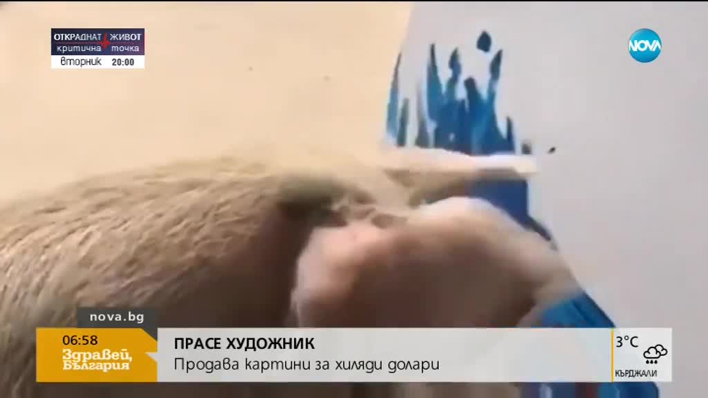 Прасе рисува картини