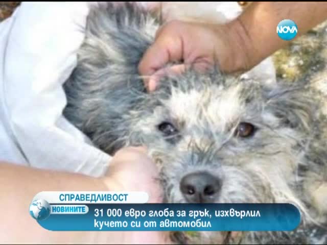 31 000 евро глоба за грък, изхвърлил кучето си от автомобил