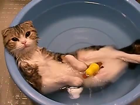 Сладко коте релаксира в леген с вода!