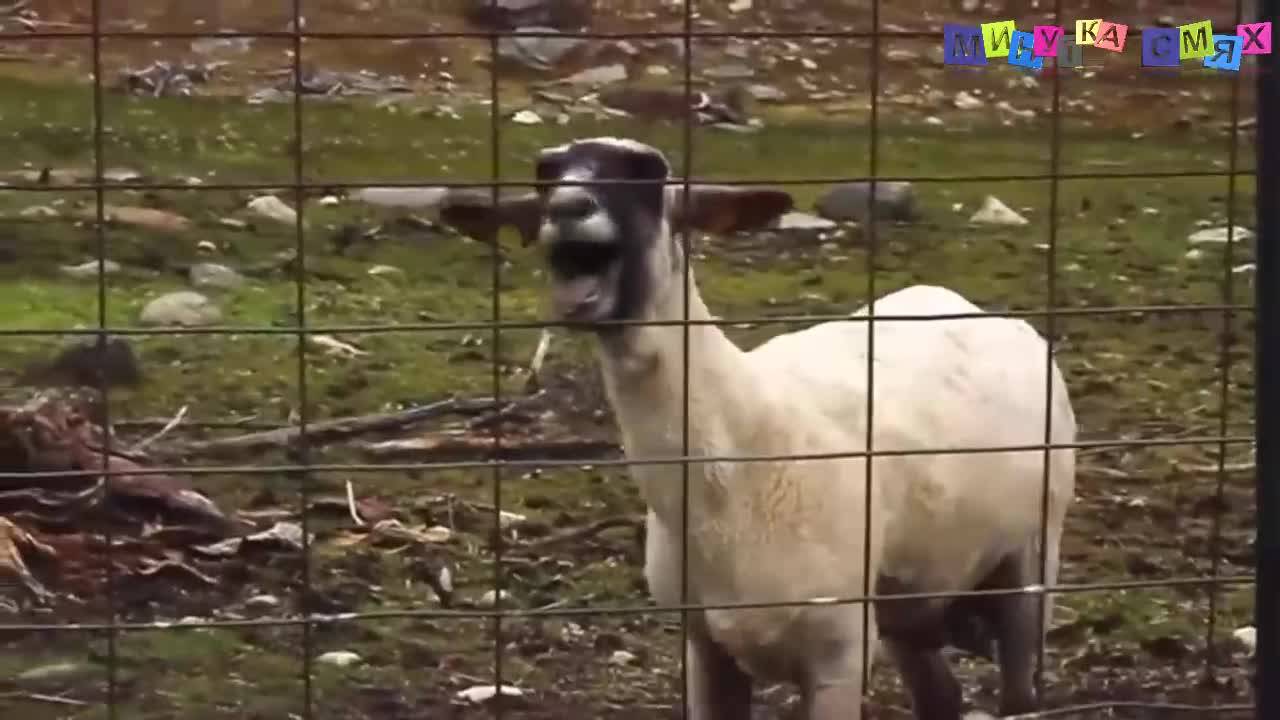 Яки гафове - Минутка смях
