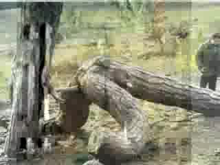 Просто Природа(смях)