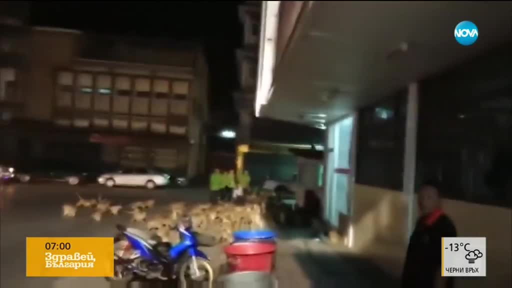 Хиляди гладни маймуни опустошиха две села в Тайланд