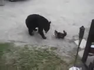 Котката изгони мечката