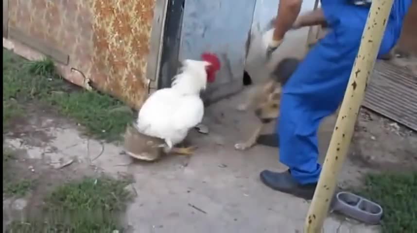 Агресивен петел срещу куче