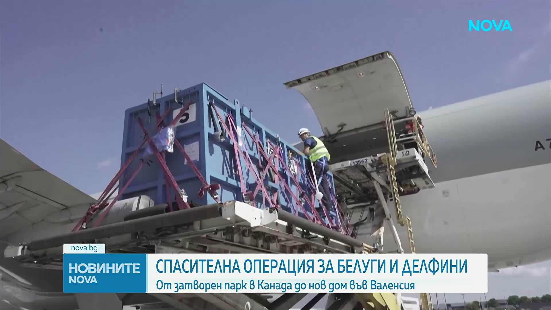 Две белуги и четири делфина пристигнаха в Испания след спасителна операция