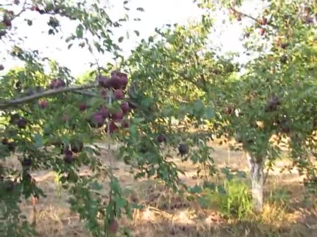 Натежали от плод със сини кайсии дръвчета